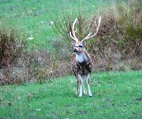 Axis Buck