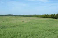 Lush pasture
