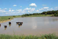 One of the stocked ponds