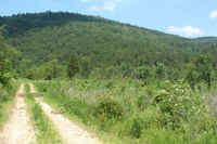 Wildlife habitat and recently planted pine plantation
