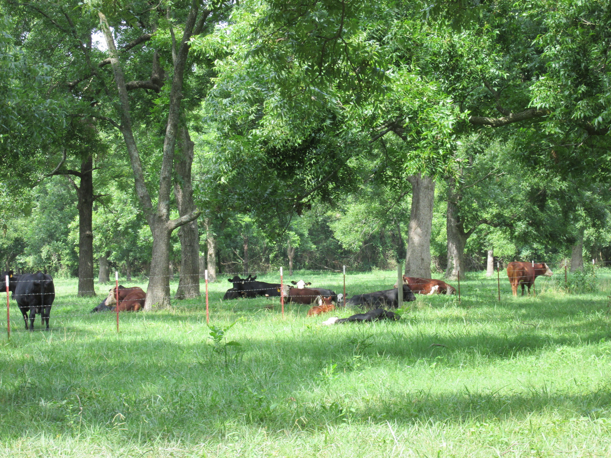 Bristlecone Road 152 AcresSKBJC 659,900.00 for Sale in Henryetta