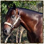 Equestrian Properties