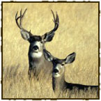 Hunting and Recreation