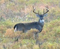 Whitetail