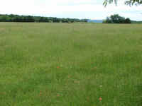 Lush hay meadow - 400 bales 