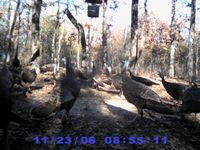 Are you a Turkey Caller?