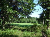 Deer & Turkey Habitat