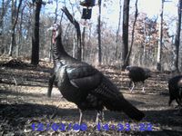 The elusive turkey