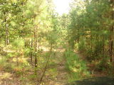 Ouachita Wilderness Hunting