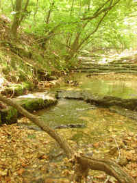 Natural Wildlife Habitat