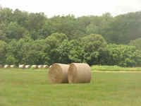 Hay Production