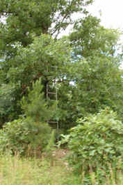 Deer Stand