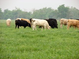 Craig County Stocker & Moma Cow Operation rdb