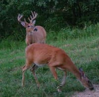Great Free Range Genetics