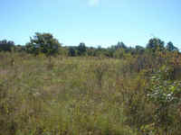 Abundance of forage