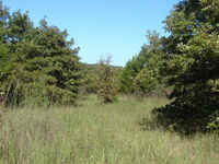 Natural food plot and funnel areas