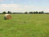 Lamar Cattle Ranch/Farm