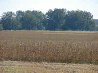 300 to 500 acres of bottom ground for soy beans, wheat, corn or sorgum grasses.