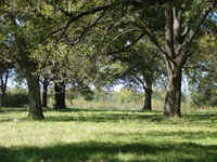 Pecan Orchards & scattered Large Pecan Trees
$20K to $60K annual income on average
