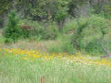 Lake Eufaula Hunting Acres