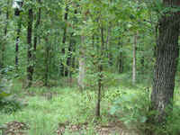 Food Plots