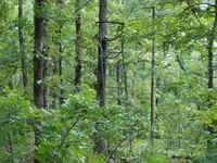 Deer Stand
