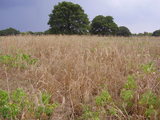 Hunting & Farmland