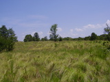 Okfuskee Cattle-Hunting Combination