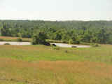 Muskogee Premier Cattle Ranches