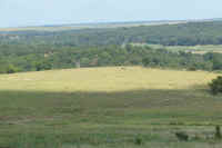 Scenic and Lush Pasture