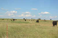 Lots of grass