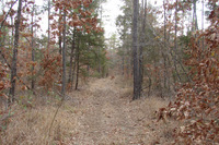 Treed area
