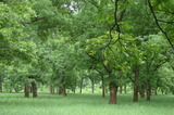 Okmulgee Pecan 400 -sbrdb