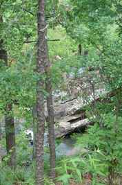 Crum Creek and pines