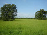 Hay Meadow Next To City Air Port - mh