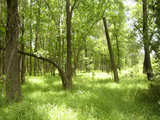 Mountain Hunting Tract