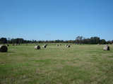 Guthrie Cattle Ranch - mh