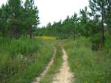  Eagletown Timber & Hunting Tract -mh