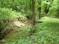 Srping Fed Creek