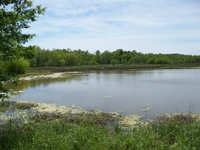 US Fish & Wildlife Designed Duck Marsh