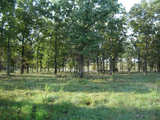 Foot Hills Cattle Ranch - mh