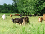 Oak Hill Cattle Ranch 