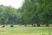 Groves and Pasture