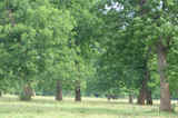 Okmulgee Pecan 450 - sb