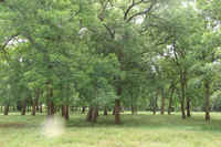 Groves