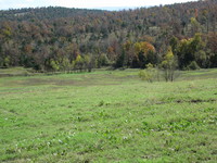 Where meadows meet the cover.