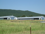 Pullet/Cattle Combo rw