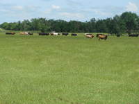 Lush Pastures & Meadows
