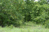 Cabiness 17 Acres - sb