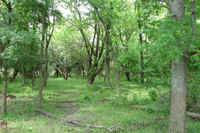 Wooded area